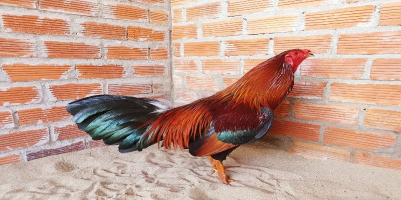 Độ hiệu quả của chúng qua những trận đấu Độ hiệu quả của chúng qua những trận đấu