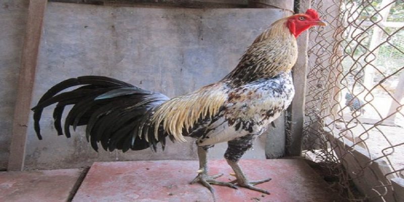Những đặc điểm vượt trội của gà Asil Những đặc điểm vượt trội của gà Asil