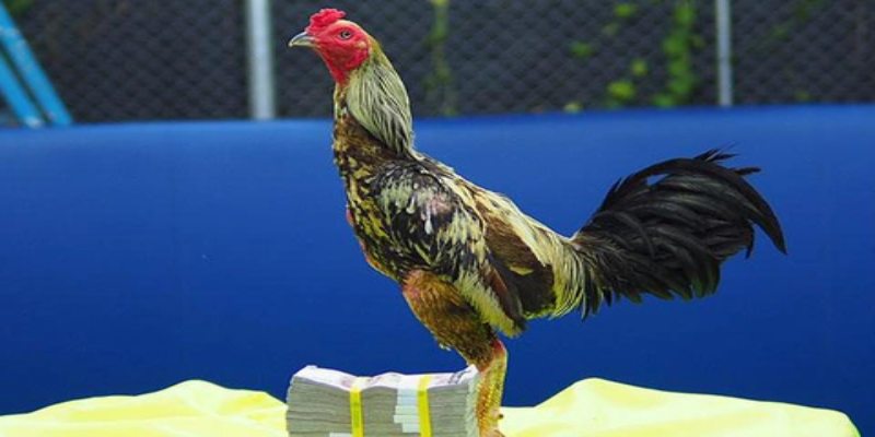 Tìm hiểu nguồn gốc của giống gà Shamo Tìm hiểu nguồn gốc của giống gà Shamo