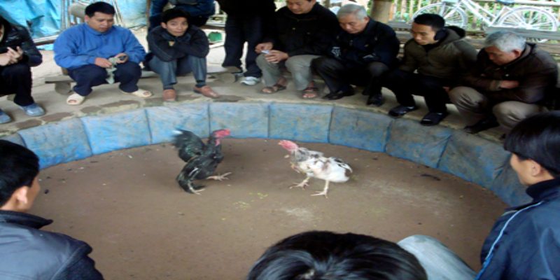 Tổng quan về gà chọi đòn Tổng quan về gà chọi đòn